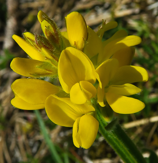 Genista9