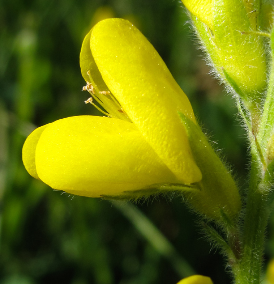 Genista9a