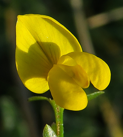 Genista13a