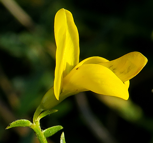 Genista14a