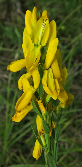 Genista13c