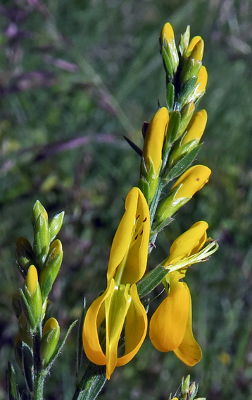 Genista13