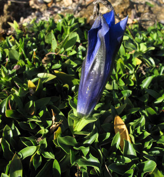 Gentiana11a