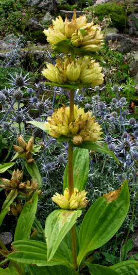 Gentiana9f