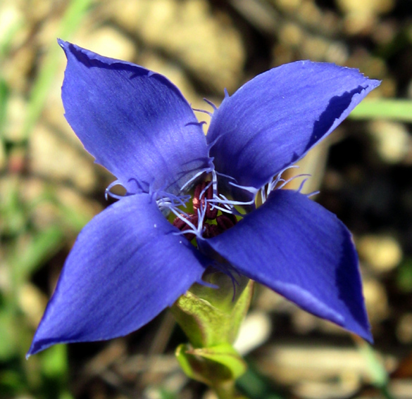 Gentiana5