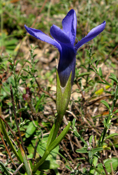 Gentiana4