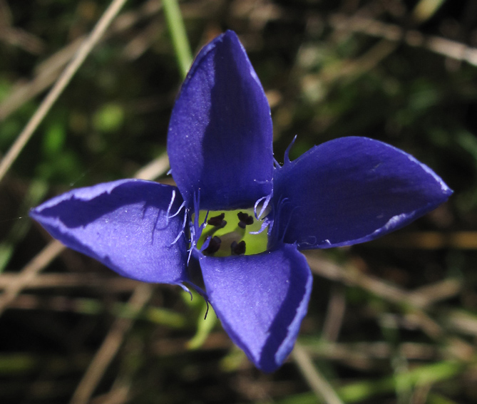 Gentiana4b