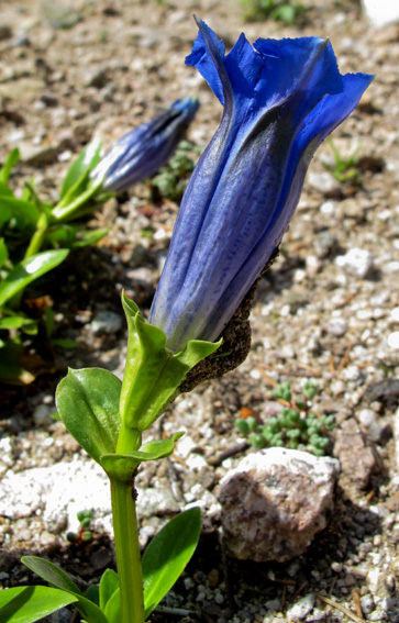 Gentiana14