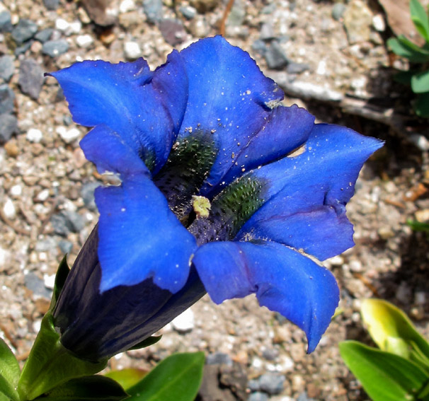 Gentiana15