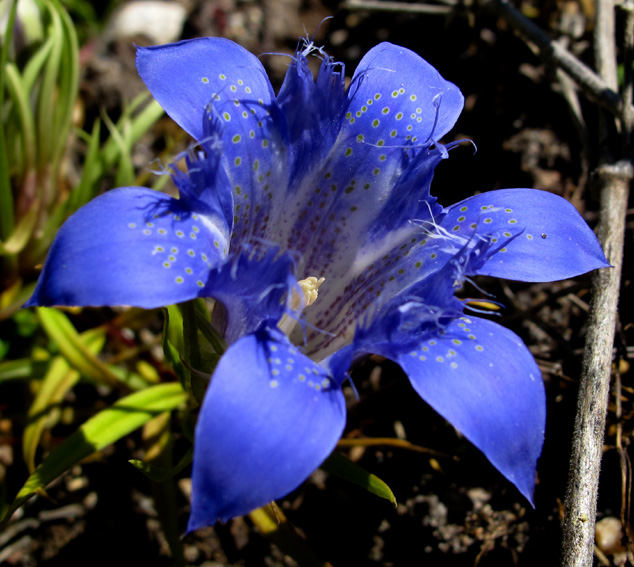 Gentiana17