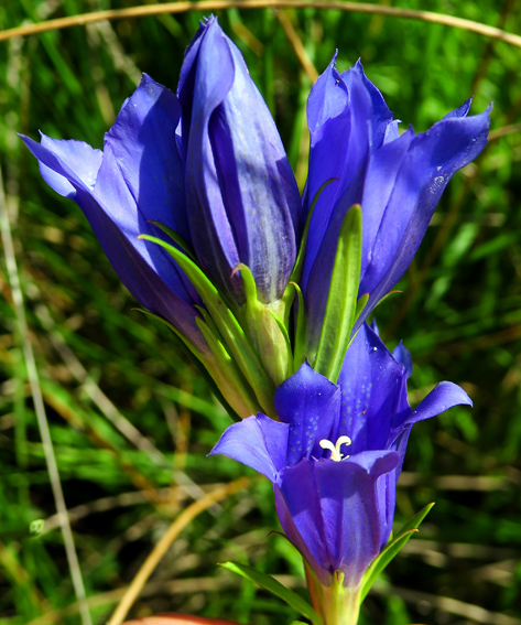 Gentiana9e3