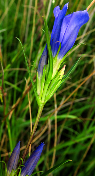 Gentiana9e1