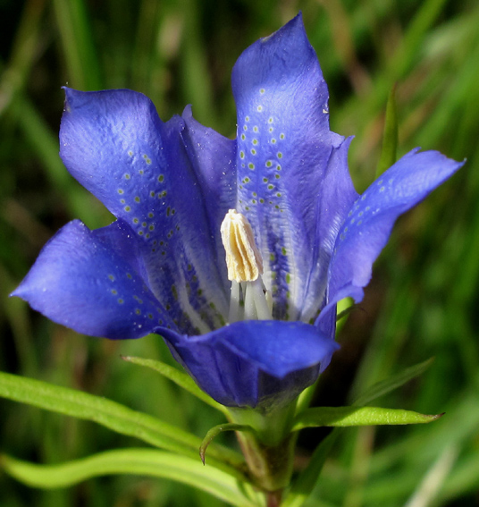 Gentiana9e