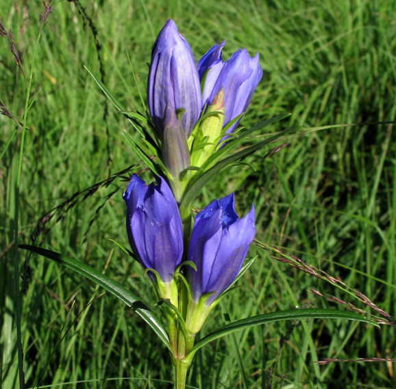 Gentiana9c