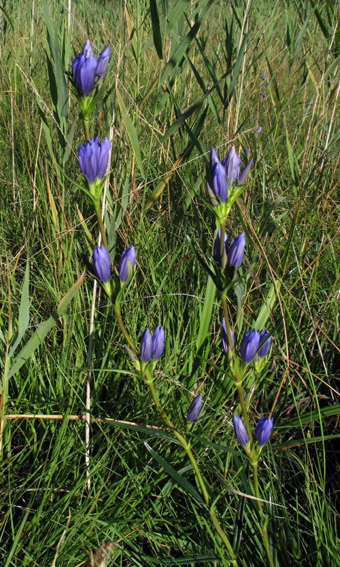 Gentiana9a