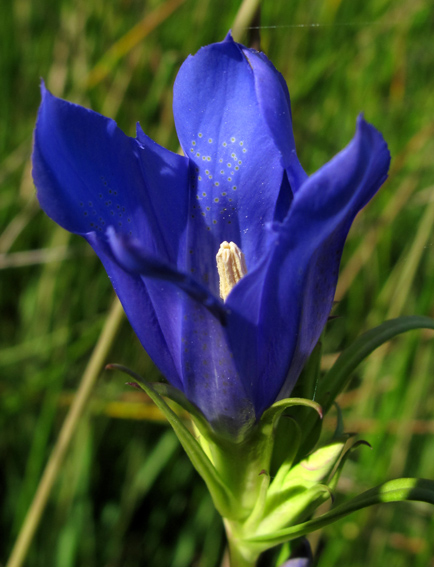 Gentiana9d