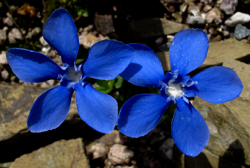 Gentiana12a