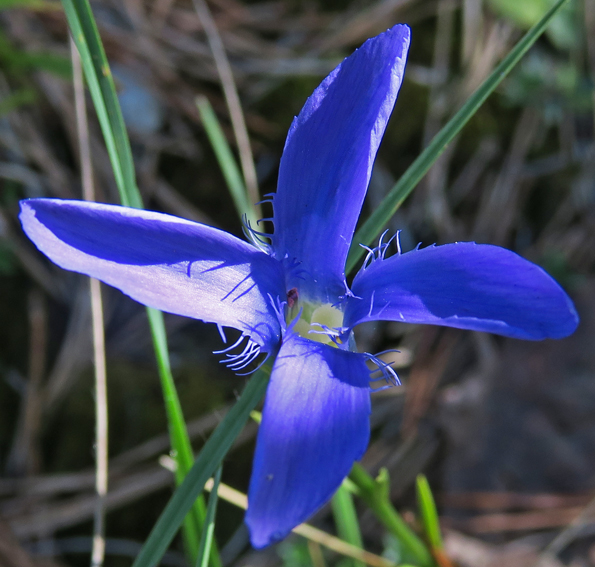 Gentiana1