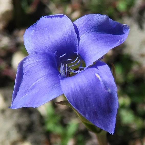 Gentiana4a