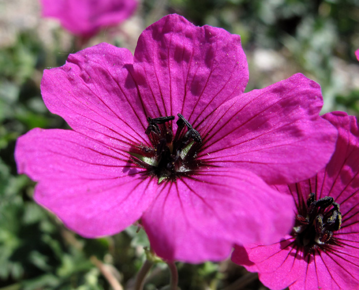 Geranium16a