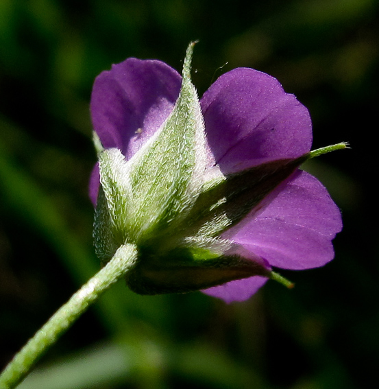 Geranium9b