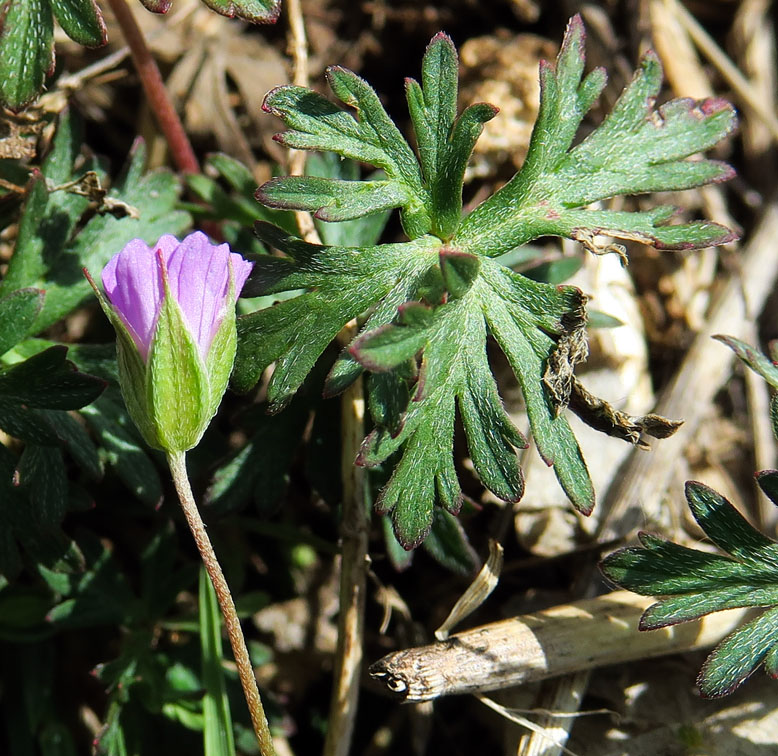 Geranium8b