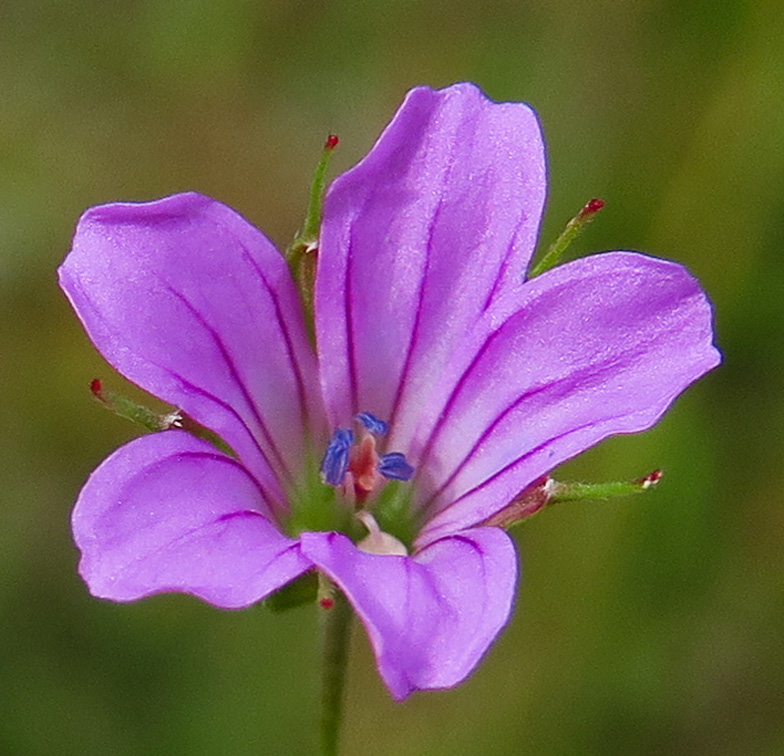 Geranium9d