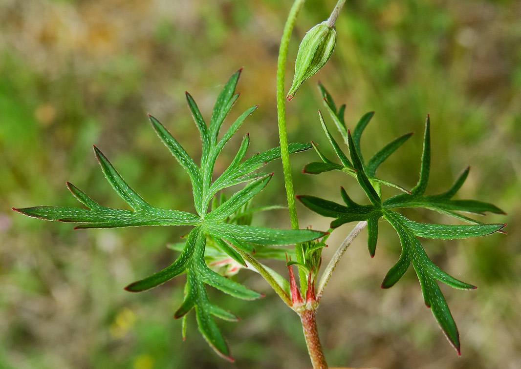 Geranium9