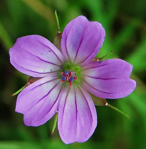 Geranium9f