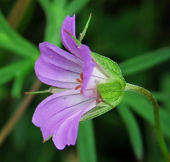 Geranium9g