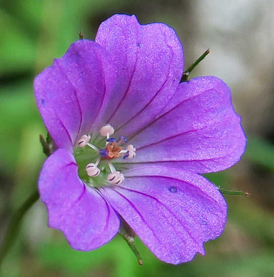 Geranium9a