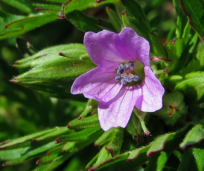 Geranium11c