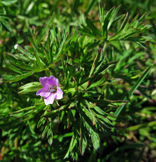 Geranium11b