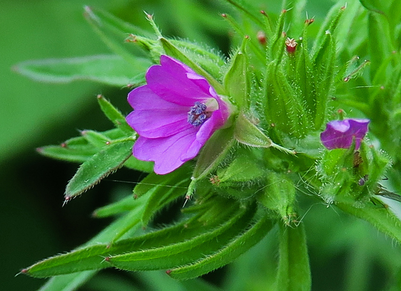 Geranium12b