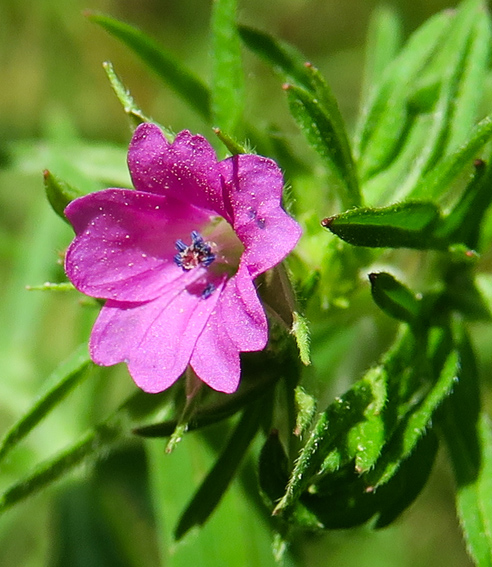 Geranium11a