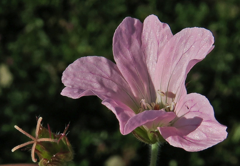 Geranium33b