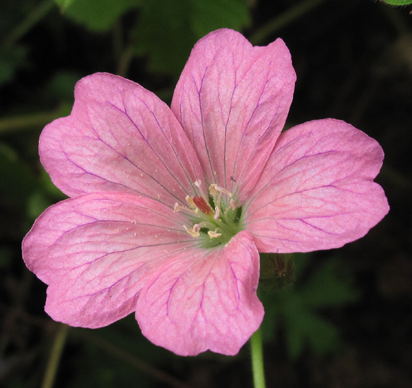 Geranium32