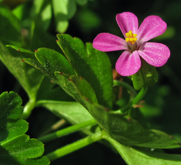 Geranium50