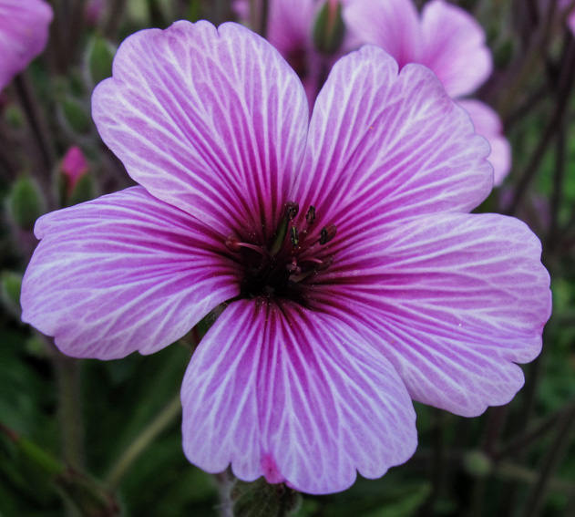 Geranium55