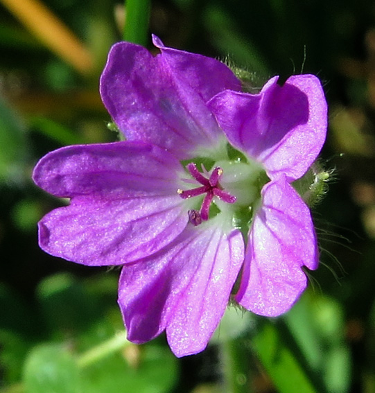 Geranium2a3