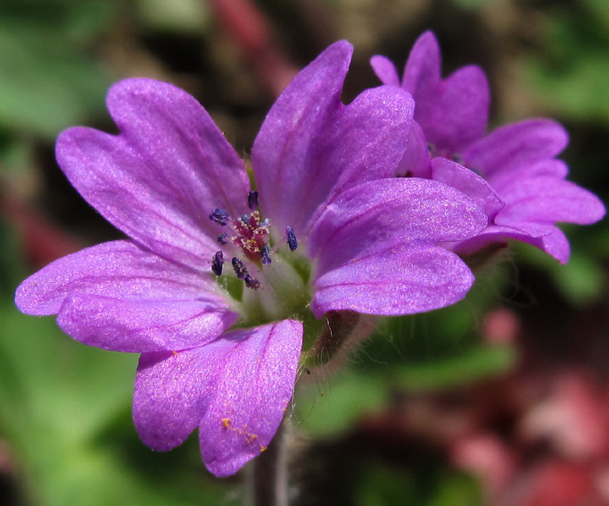 Geranium2