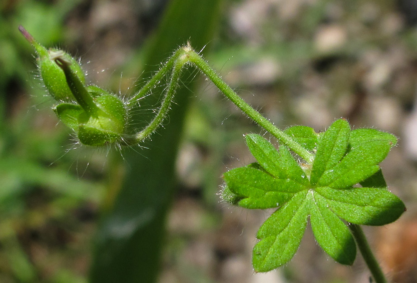 Geranium2a0