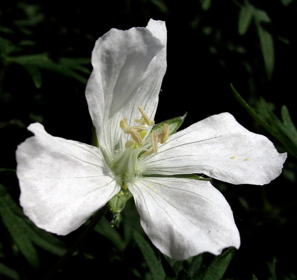 Geranium25