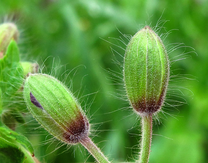 Geranium41