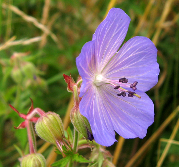 Geranium15