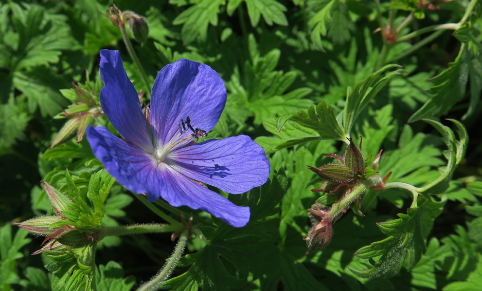 Geranium13