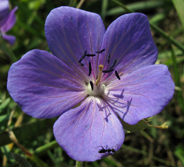 Geranium14b