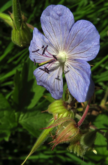 Geranium15b