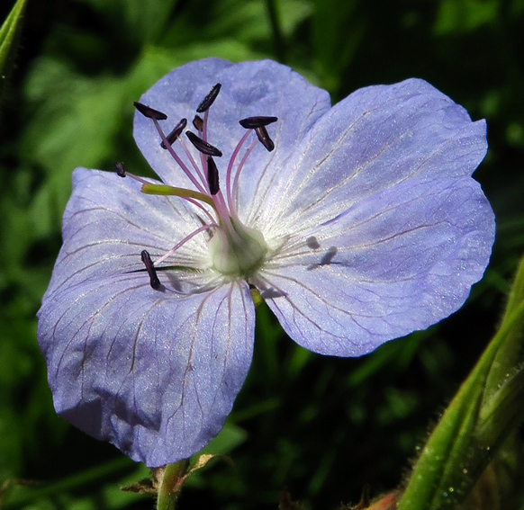 Geranium15d