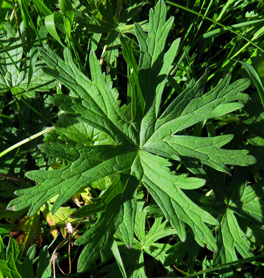 Geranium15c